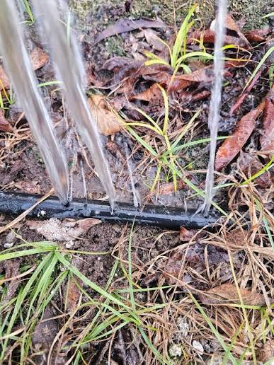 Animal-damaged black poly irrigation tube spraying water